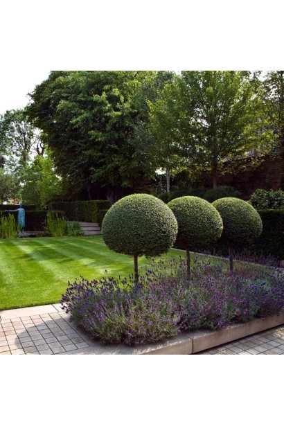 Туя західна Холмструп куля на штамбі